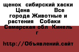 щенок  сибирский хаски › Цена ­ 12 000 - Все города Животные и растения » Собаки   . Самарская обл.,Кинель г.